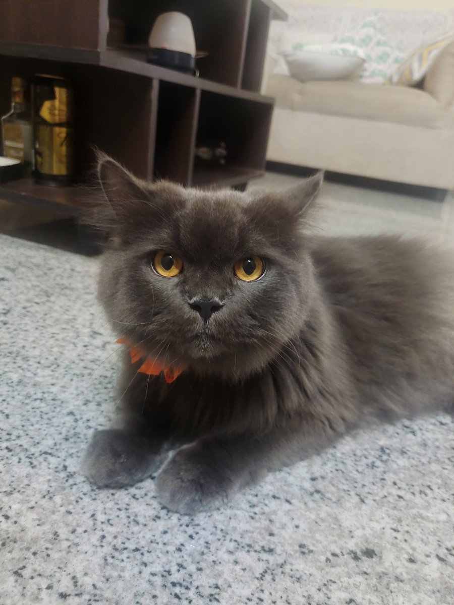 Pooja0823's tweet photo. Fresh out of spa
#cat #catsofbangalore #catspa #shadow #catmom https://t.co/49DHwt0isP