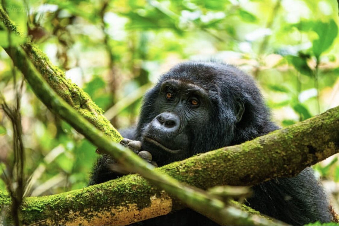 Here are five compelling reasons why you should consider trekking in Uganda.📍

Encounter Endangered Mountain Gorillas
Conservation and Protection Efforts
Unique Wildlife and Scenic Beauty
Cultural Immersion
Personal and Life-Changing Experience

#ExploreUganda