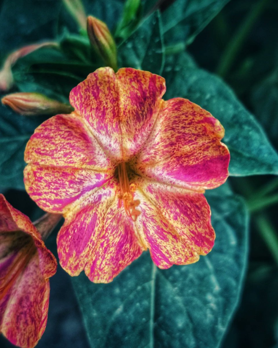 Mirabilis jalapa 💮
#flowerphotography #photography