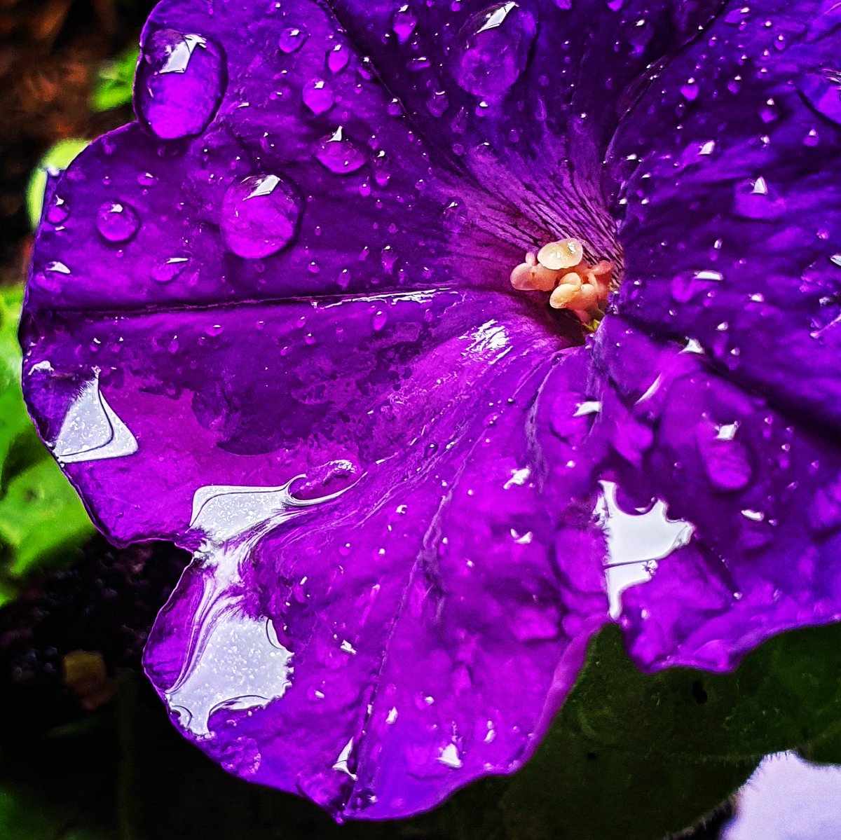 🎶 #raindrops on #petunias and whiskers on kittens 🎶 

#purple #petunia #rain #thunder #thunderstorm #wheresthesun #itsgoodforthegardenthough