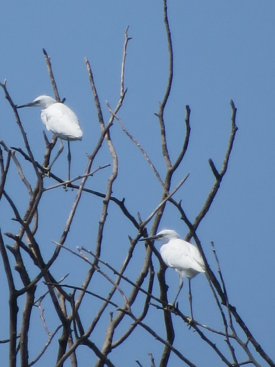 @BirdingRalph Two Egrets