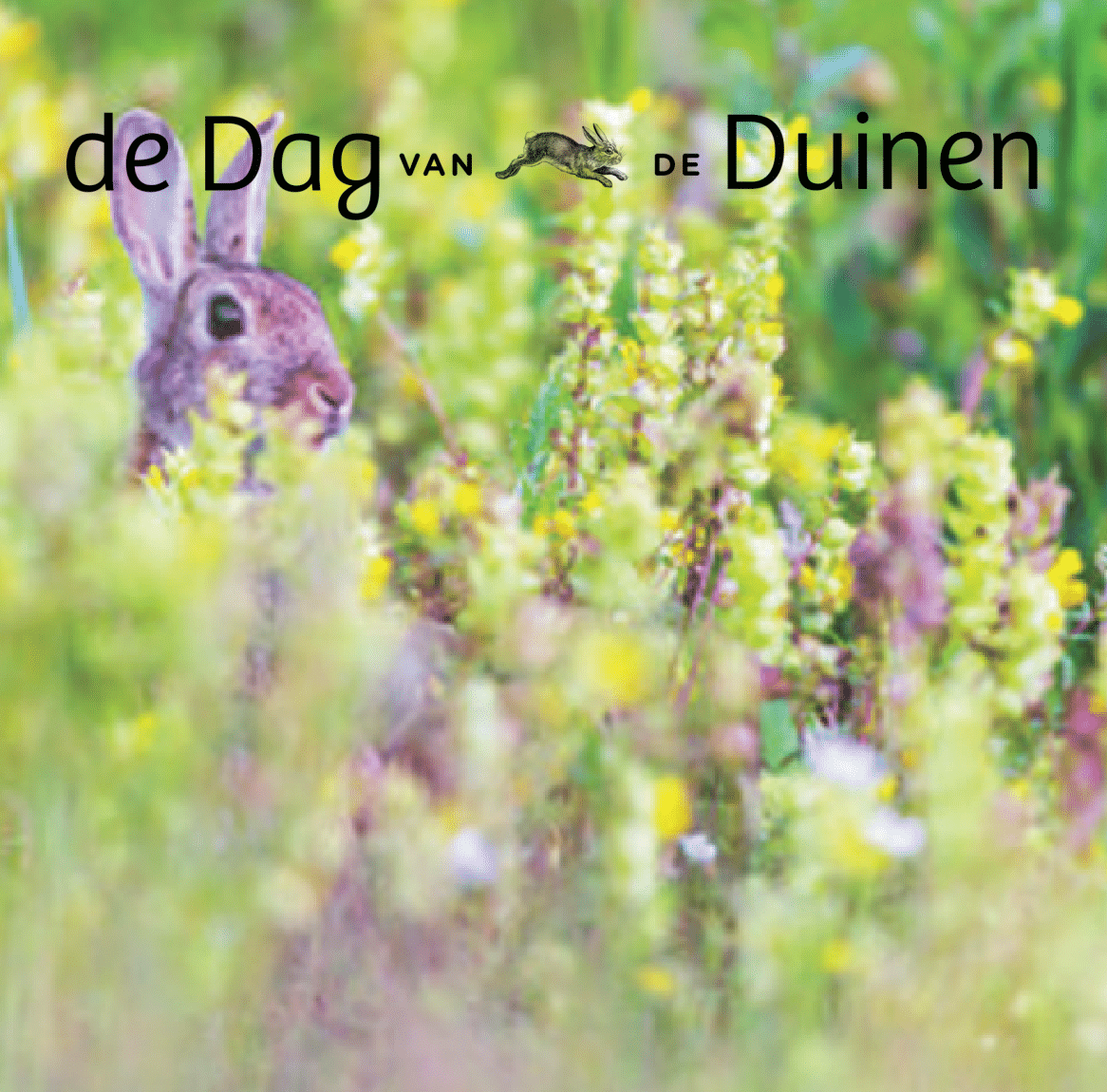 Duinbehoud's tweet photo. De laatste plekjes! Tijdens de #DagvandeDuinen, zaterdag 24 juni, organiseert Duinbehoud excursies langs de kust. Neem deel aan een of meer bijzondere #excursies die we voor je hebben uitgestippeld!

👉 https://t.co/3Rd8MXpNio

#worldsandduneday #koesterdekust #24juni https://t.co/arbo1w4Bvh