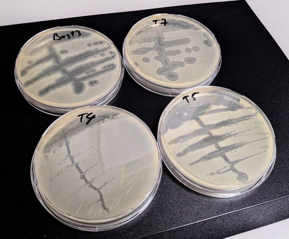 We have visitors in the lab today and I am quite proud of these streaks of classical model phages to show their different plaque morphologies (with Bas13 as a safe T1 relative...). 🧫📸
#PIinthelab #stillgotit