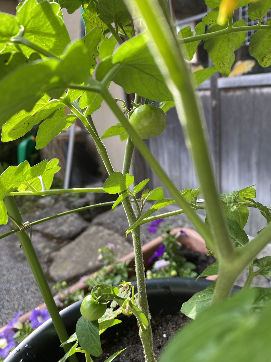 rosso_uccello's tweet photo. Tomatoes 🍅🍅
#EnglishImpact https://t.co/yeZ4kX4sjL
