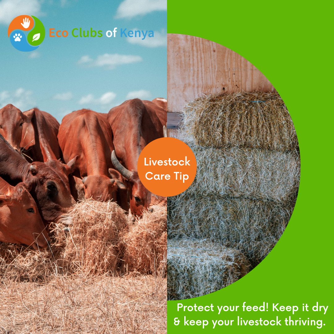 Don't let moisture muddle the quality! 

Keep your livestock's hay stored in a dry, well-ventilated space, safeguarding it from mold, rot, and nutrient loss.

Feeding low-quality hay can negatively impact livestock health.

#LivestockCare #AnimalWelfare