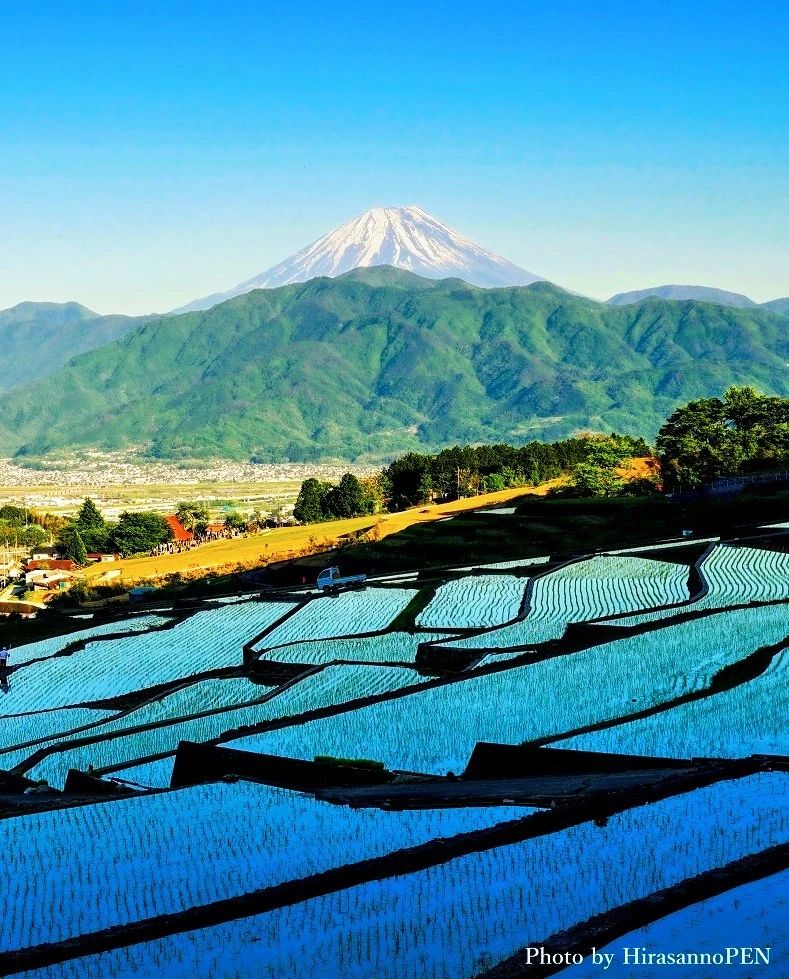 Fuji Rice Field Japan