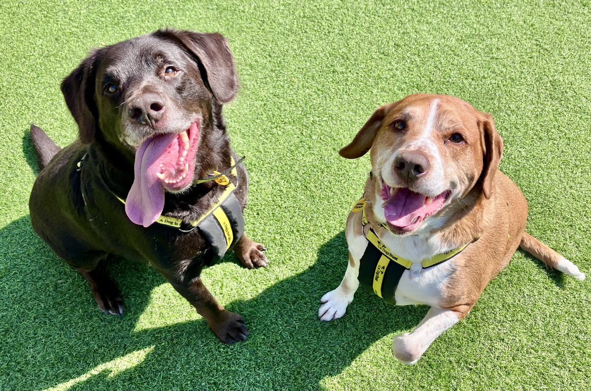 🐶Meet brothers Benji (light) & Bruno (dark), our new Labrador Retrievers🐾

They can live with children 10+. Additionally, they would like to be the only pets in the home & MUST be rehomed together🐕‍🦺

Check out their profiles: bit.ly/3qOAPqr ⬅️
⁣
@DogsTrust