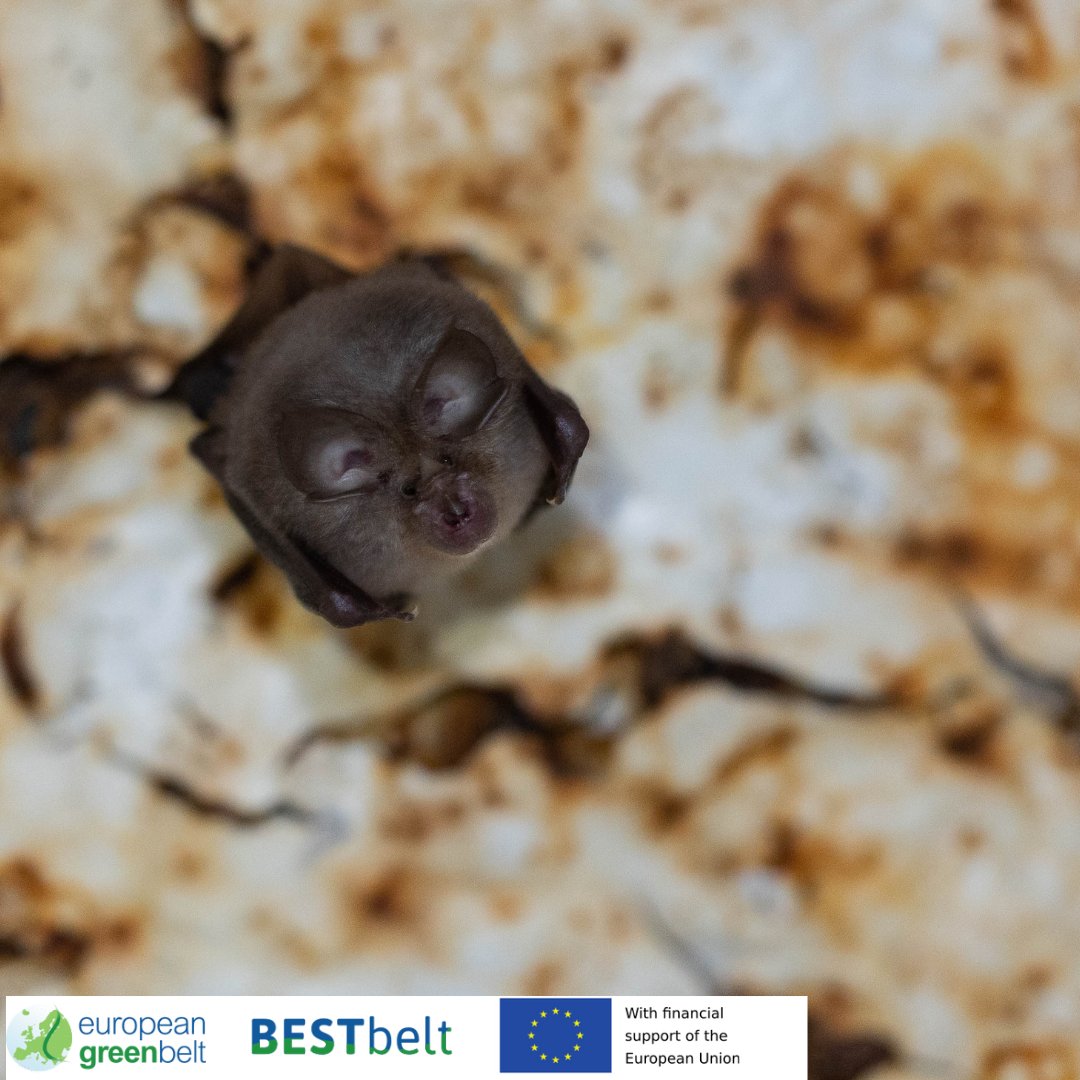 ReteItalia_EGB's tweet photo. Big news from #Lusevera!A beautiful Horseshoe Bat (Rhinolophus hipposideros) was spotted in one of the bunkers we are making bat-friendly for our #BESTbeltProject. We take this as a good omen for a successful intervention!
#BestbeltLusevera23 #Bestbelt #europeangreenbelt #riegb https://t.co/n4JcNL2Jvb