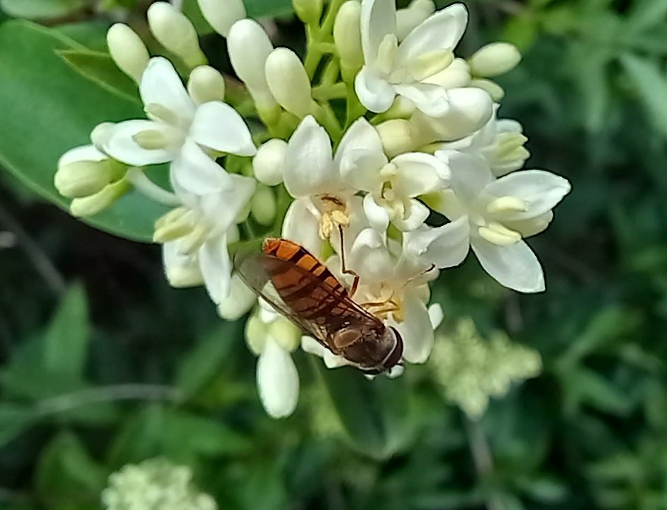 Another little flower with a visitor for #insectweek23 💮🦟🤍
#insects #biodiversity #glasgow
#Flowers 
#flowerphotography #TwitterNatureCommunity #plants #gardening #garden #summer #GardeningTwitter #nature #sunshine #NaturePhotography #NatureBeauty #insectweek #peace #hope 🕊
