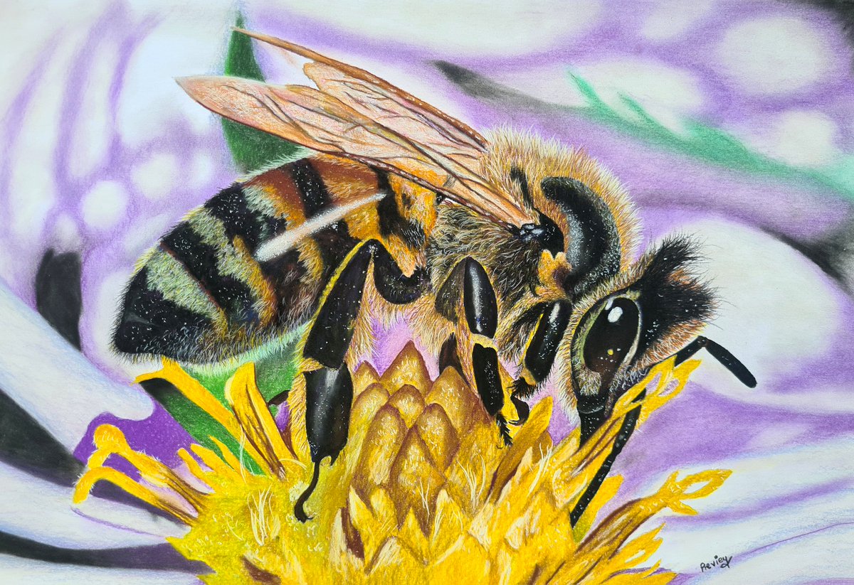BUSY BEE

SOFT PASTEL PENCILS ON MONOCHROME PAPER

#bees #beesday #art #pencilart #Pencildrawing #pencilsketch #NaturePhotography #naturebeauty #naturelover #NaturePhotographyDay #drawing #drawings #drawingart #wildlifephotography #wildlife #wildlifeprotection #Colouring