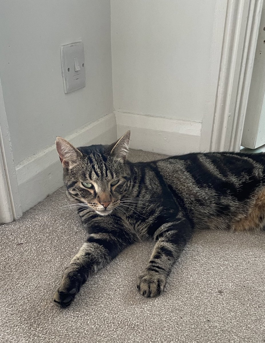 The facts: 

Felix came in almost completely dry after the ninety-minute thunderstorm this morning.

Two nights ago a teenage girl greeted him warmly in the street as ‘Bo’ and claimed ‘she’ was her cat. ‘Bo’ looked shifty.

All cats have a back-up home in case of emergency.