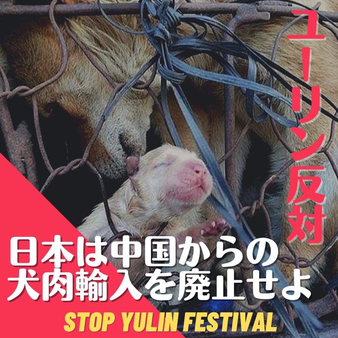 6月21日から中国でユーリン犬肉祭開催。
わずか10日間で3000〜1万頭の犬たちが殺される。
殺される犬の8割が盗まれたペットと野犬。
※日本は中国から犬肉を輸入する国です
※日本は違法犬肉輸入加担国です
※今、犬肉猫肉輸入禁止署名を行なってます。国会に提出します。↓↓
drive.google.com/file/d/1xUEtmA…