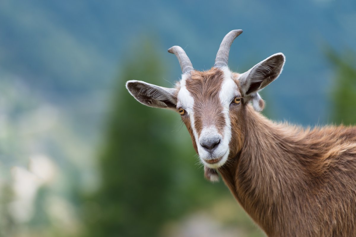 WCfPP's tweet photo. Not everybody wants a goat!
5⃣ key takeaways from the Welsh basic income pilot
📰FULL STORY https://t.co/TFKzw5ke2i
#BasicIncomePilot #Wales https://t.co/4vvsUIA2cG