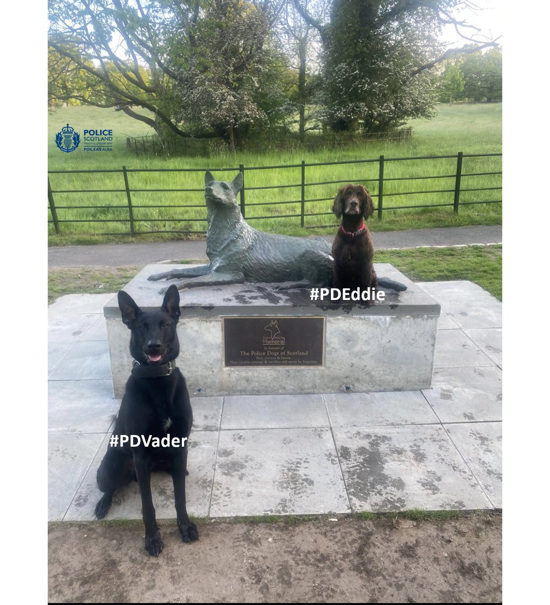 PSOSDogs's tweet image. What a run of shifts for these chaps....apprehending offenders on the run 🏃, preventing knife crime 🔪, finding stolen property 📱 and recovering drugs 💊 - its what they're trained to do and what they do well! 
#PDMac #PDVader #PDEddie
#PoliceDogsOfTwitter