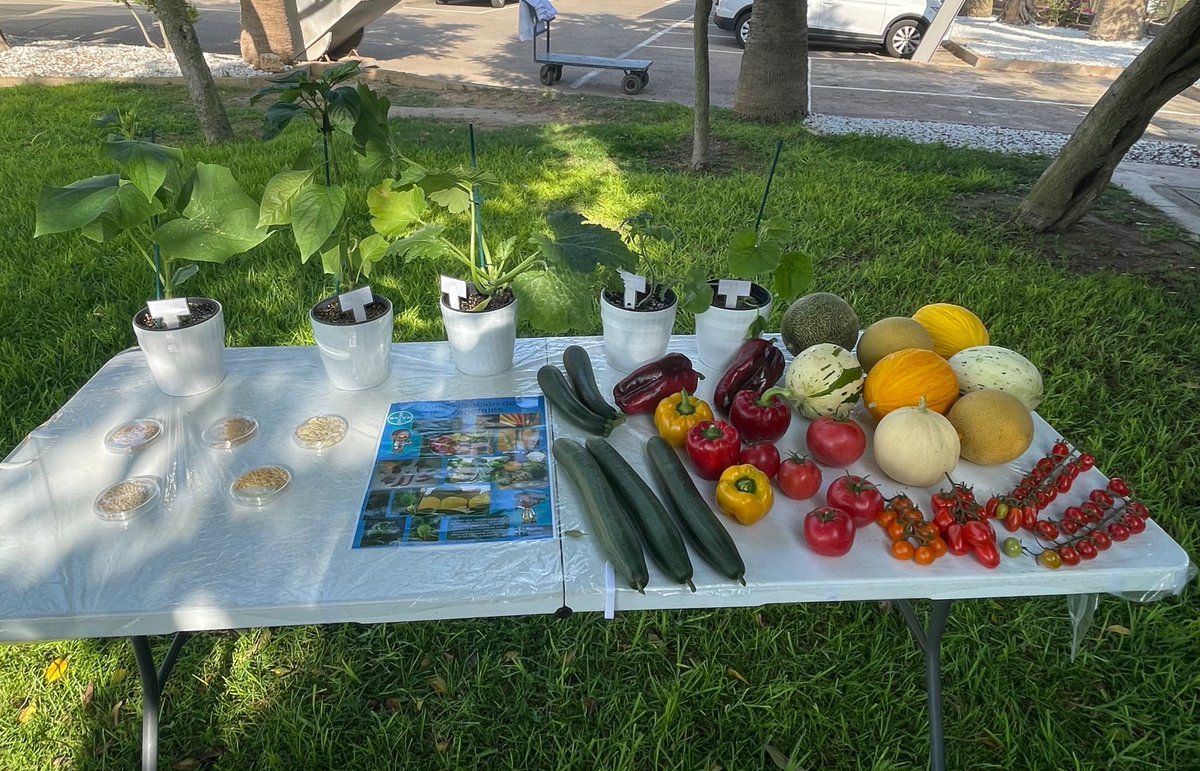 Bayer Crop Science España (@bayer4cropses) on Twitter photo 🆙 ¡Comenzamos el #Baylab en el centro de I+D de Almería junto a <a href="/SeminisIberia/">Seminis Iberia</a>!
Las estaciones con los diferentes talleres ya están preparados a la espera de la llegada de los alumnos del Colegio Portocarrero 👏
¡Os lo contamos! 👇 🆙 ¡Comenzamos el #Baylab en el centro de I+D de Almería junto a <a href="/SeminisIberia/">Seminis Iberia</a>!
Las estaciones con los diferentes talleres ya están preparados a la espera de la llegada de los alumnos del Colegio Portocarrero 👏
¡Os lo contamos! 👇