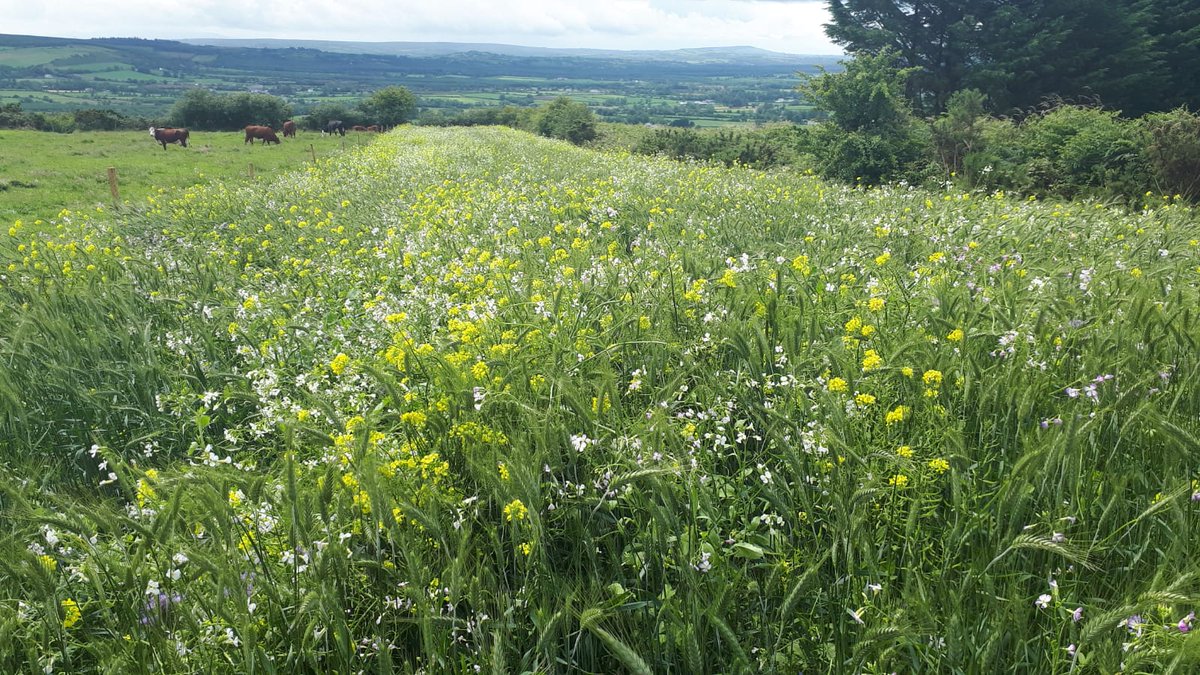 AcresIreland's tweet image. Over €1.16 million paid out in Supporting Actions in the Hen Harrier Programme.#DAFM #ACRES @IFAmedia @WAN_LIFEIP @farmersjournal @teagasc @AgrilandIreland acresireland.ie/news/over-e1-1…