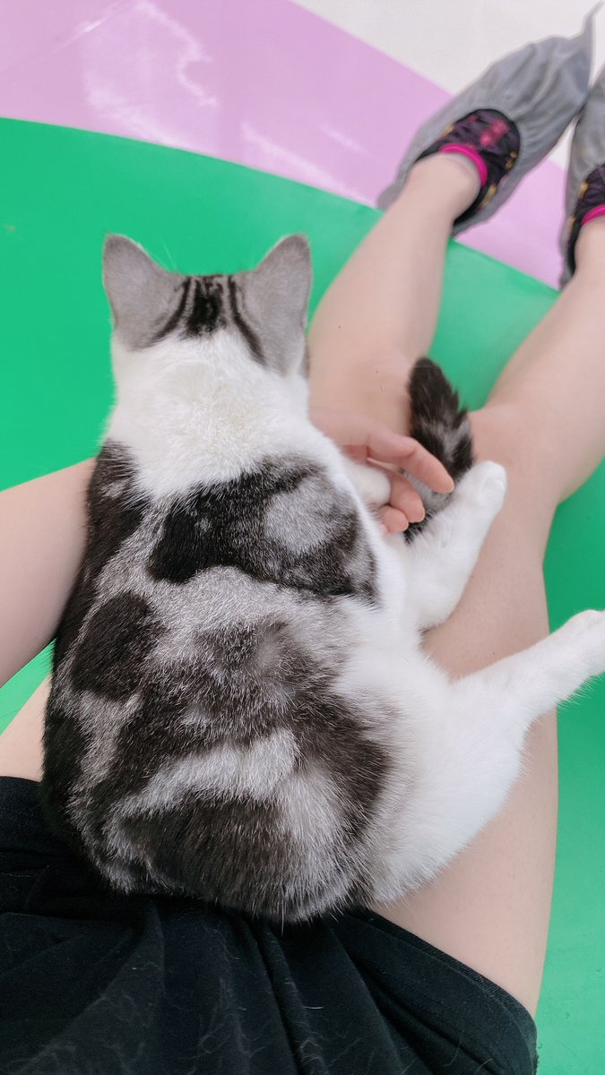 Yoruiii14's tweet photo. #かわいい #ねこ #可愛い #猫好き https://t.co/LMs63JylSC