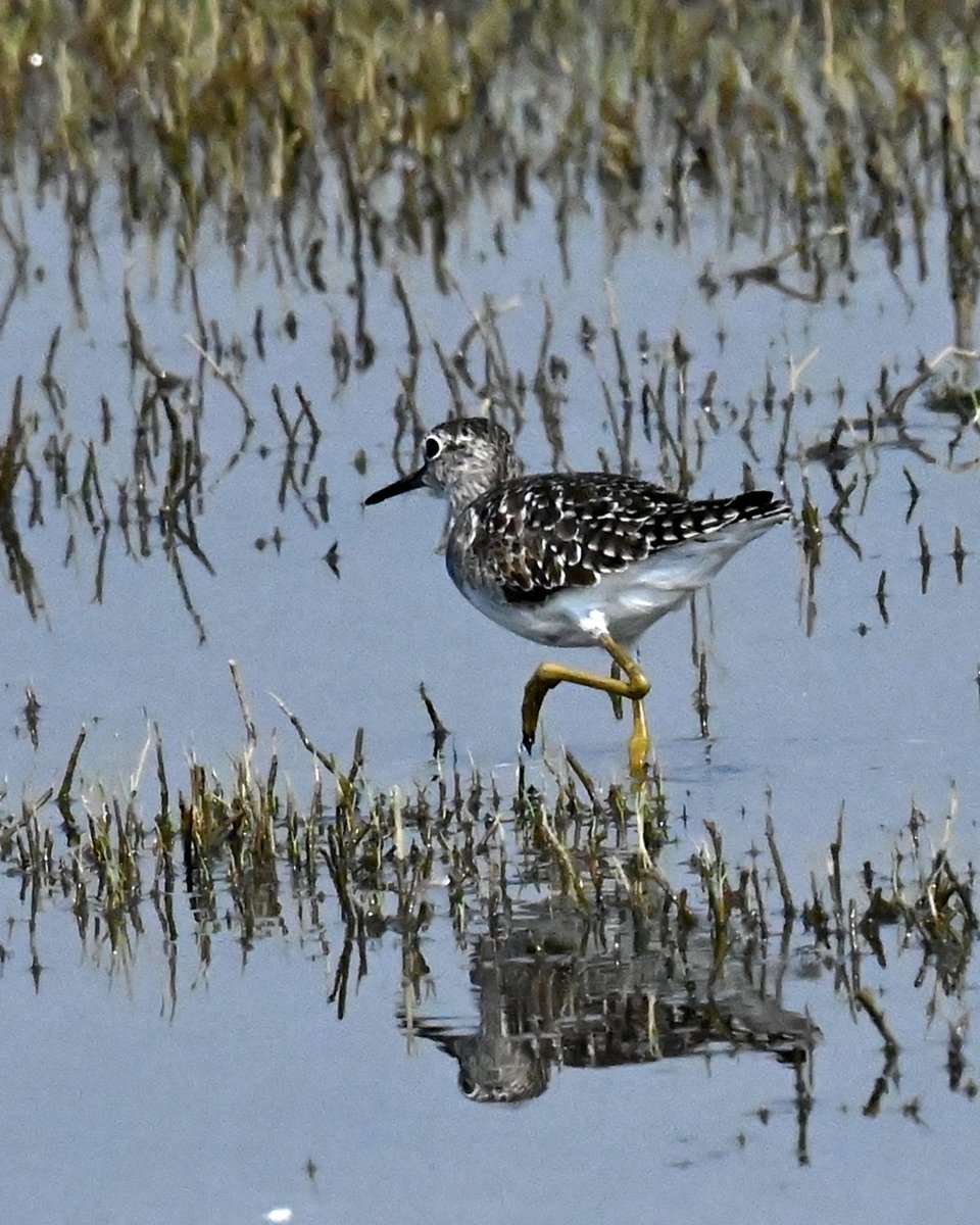 Wood Sandpiper!! #NaturePhotography #PhotoOfTheDay #TwitterNatureCommunity #ThePhotoHour #IndiAves #Luv4Wilds #BBCWildlifePOTD #wildlifephotography #Nature #Photos #animal #wild #travel #BirdsSeenIn2023 #birdtonic #bird #birdwatching #birdphotography #birding #tuesdayvibe #nikon