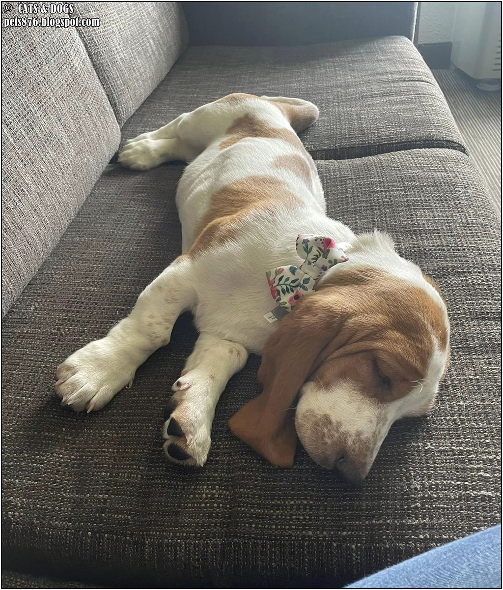 Ruby Basset Hound
Thanx Denaya M.
#bassethound #dog #dogs #love #home #life #puppy #doglover #animals #pets