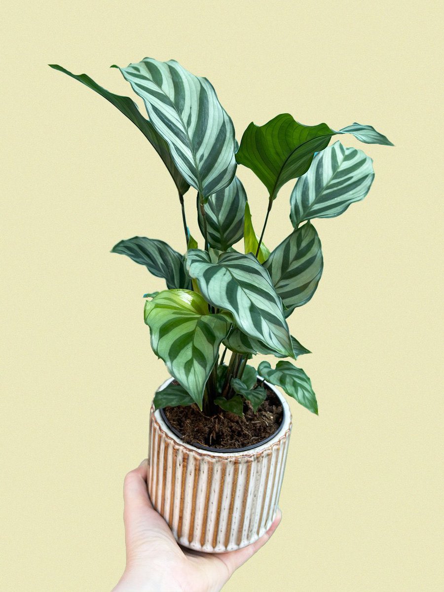 PlantShopManchester tweet media