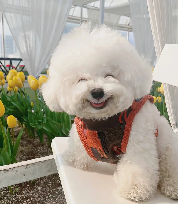 simwabawilliam's tweet photo. Recently in a social platform to see a dog can melt your heart https://t.co/P3OiCl5htm