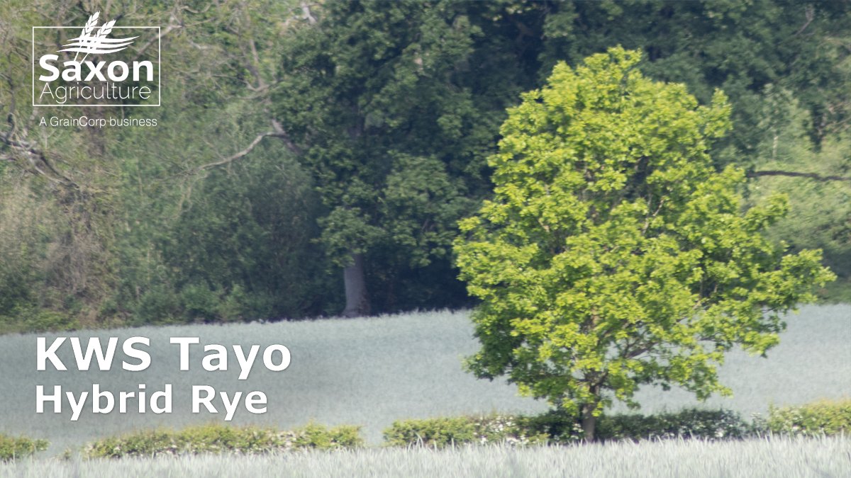 SaxonAg's tweet photo. KWS Tayo is the highest yielding rye on the 23/24 AHDB list. The variety offers good grain quality, brown rust resistance and stiff straw. Contact your Saxon representative for details of seed with buy-back contracts. https://t.co/Ev2exzCD87
