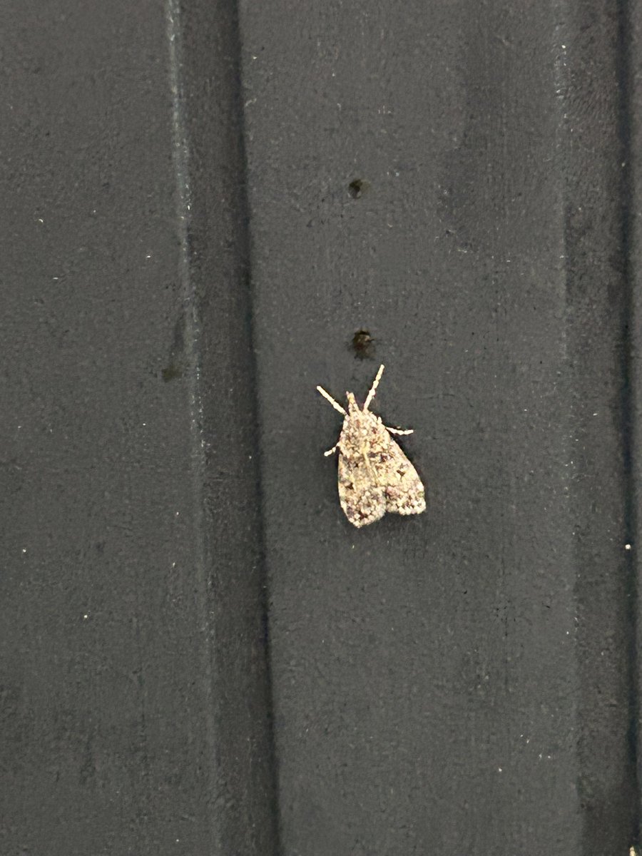 Gravesneil's tweet image. Final moth I’m struggling with, sorry not the best picture @MOTHIDUK #vc55