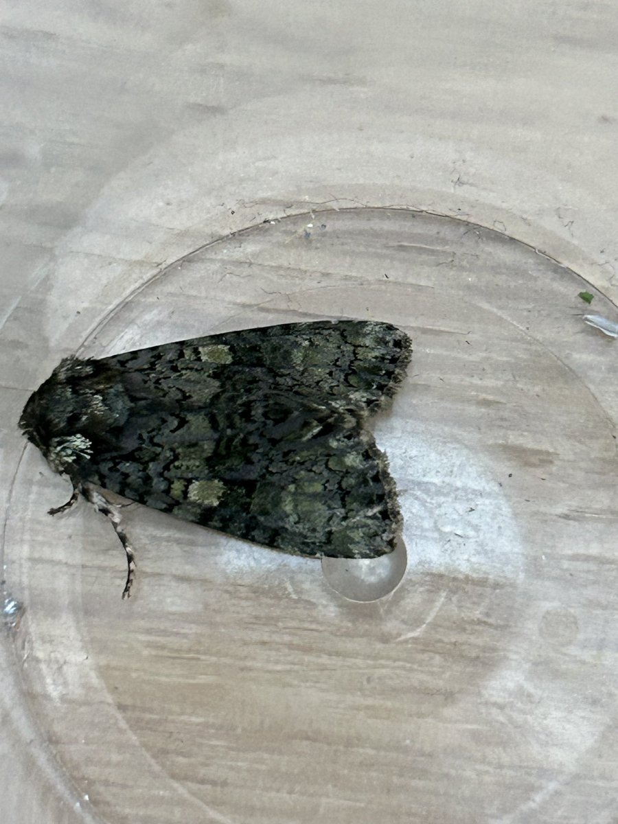 Gravesneil's tweet image. Coronet and Varied Coronet from last night, never had them together before  #vc55 #moths