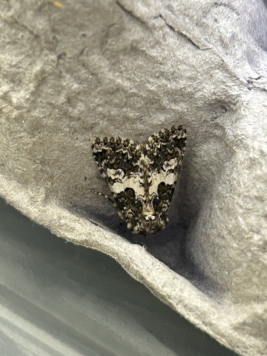 Gravesneil's tweet image. Coronet and Varied Coronet from last night, never had them together before  #vc55 #moths