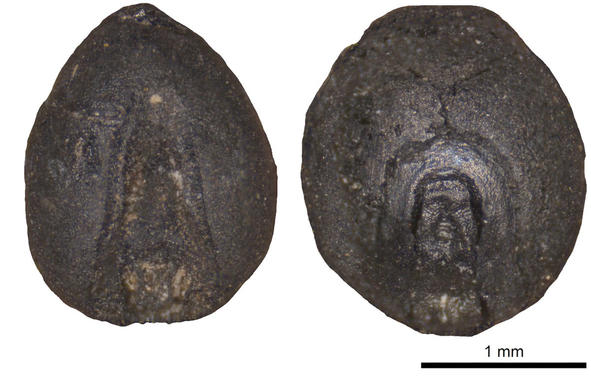 The <a href="/FAO/">Food and Agriculture Organization</a> declared 2023 as the year to celebrate millets. Pictured are colorful millets from the Gorden Hillman collection <a href="/UCLarchaeology/">UCL Institute of Archaeology</a> &amp; carbonized millets I recovered from 13th-century deposits in Barda, Azerbaijan. 
#Archaeobtany #archaeology #Millets #argriculture
#Food