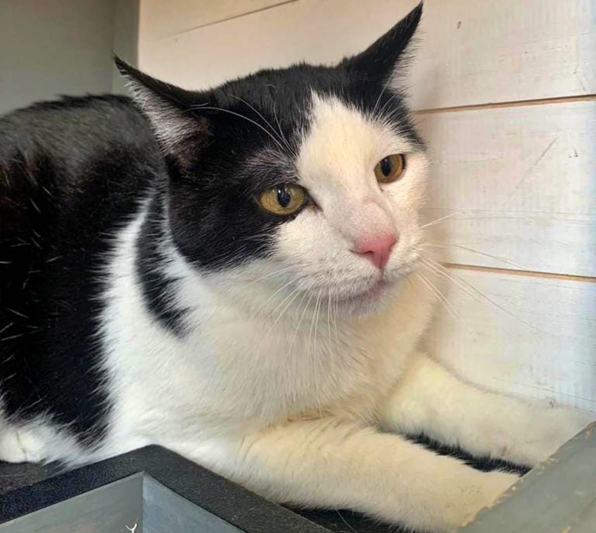 SOS Abuelos (@sosabuelos1) on Twitter photo #MADRID
#PICHI es un gatito de 10 años. Desgraciadamente, su mamá murió ayer en el hospital. No tenía relación con ningún miembro de su familia y tampoco tenía hijos...
Su dueña, antes de morir, realizó un poder para que una clienta suya se ocupara de buscarle hogar.
Pichi está #MADRID
#PICHI es un gatito de 10 años. Desgraciadamente, su mamá murió ayer en el hospital. No tenía relación con ningún miembro de su familia y tampoco tenía hijos...
Su dueña, antes de morir, realizó un poder para que una clienta suya se ocupara de buscarle hogar.
Pichi está