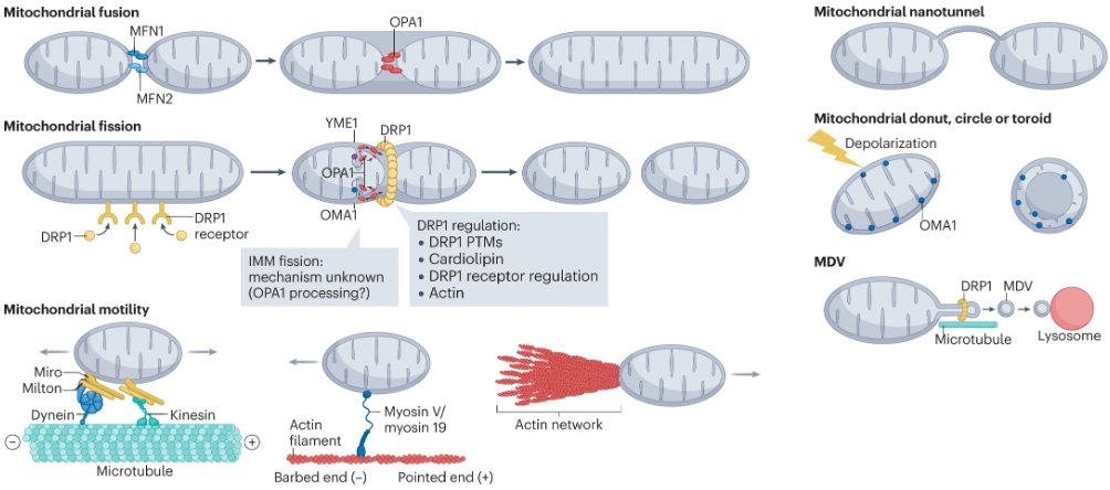 ✨ICYMI: New #NRMCBReview on the role of actin in mitochondrial biology, e.g., during mitochondrial fission, dysfunction and #mitophagy, or motility. ➡️'The multiple links between actin and mitochondria' by @TakShunFung, @raj_mito and @hhiggslab. go.nature.com/3Xj0sMg