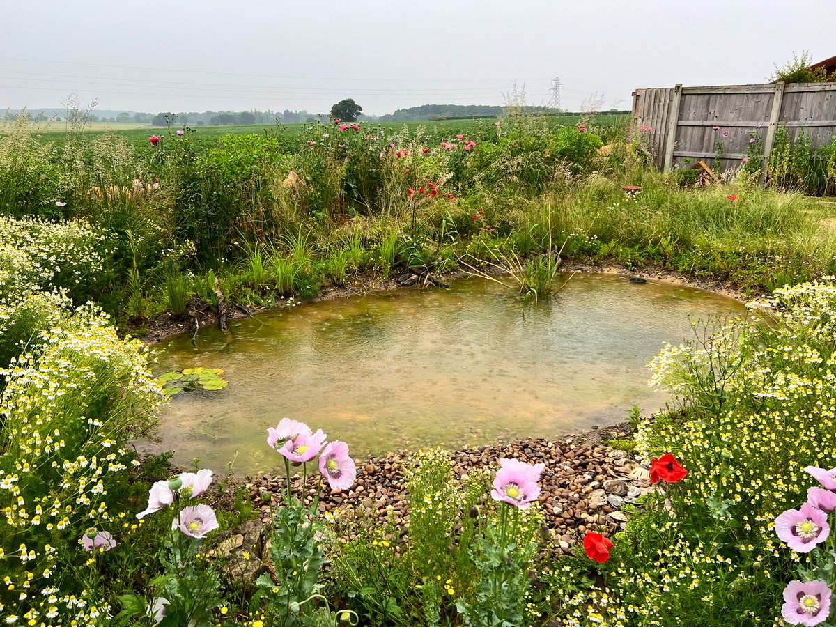 Great to return to this latest #wildlifepond I created back in November. It’s settling in nicely and have just added the last of the native lilies. Looks like the poppies & Camomile from the neighbouring field are enjoying themselves! 🌸 #Lincolnshire