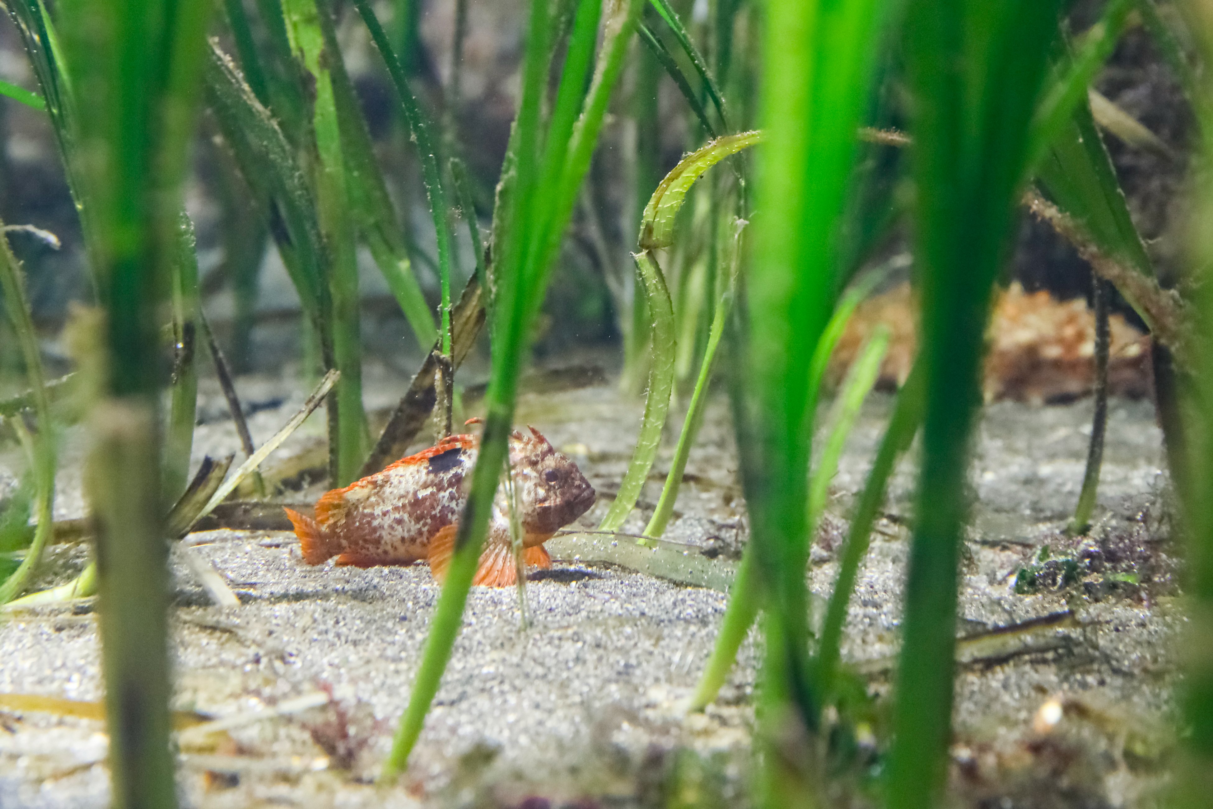 アマモ場の生きもの アイドルボックス | えのすいトリーター日誌 | 新江ノ島水族館