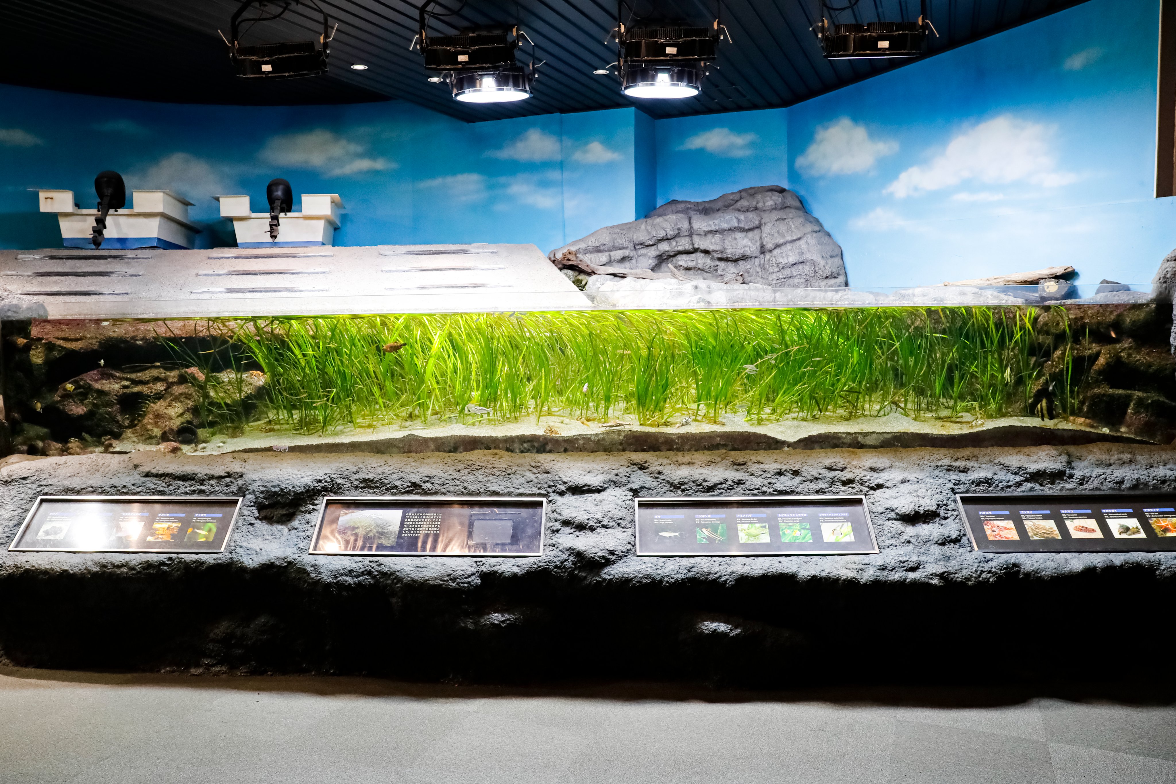 アマモ場の生きもの 鴨川シーワールド【公式】 on X: 