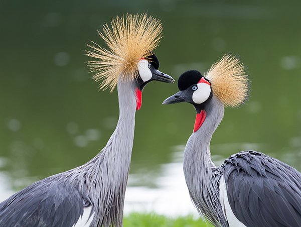 wekesa_amos's tweet photo. BIRDING IN UGANDA.

Talking of birds,Uganda has  1078 species of birds which is 11% of the world species of birds.

That's 50% of Africa's species and that's 73% of East Africa.

The world is estimated to have 9700 species in general and birders... 

#ExploreUganda https://t.co/nBpFc2liSl