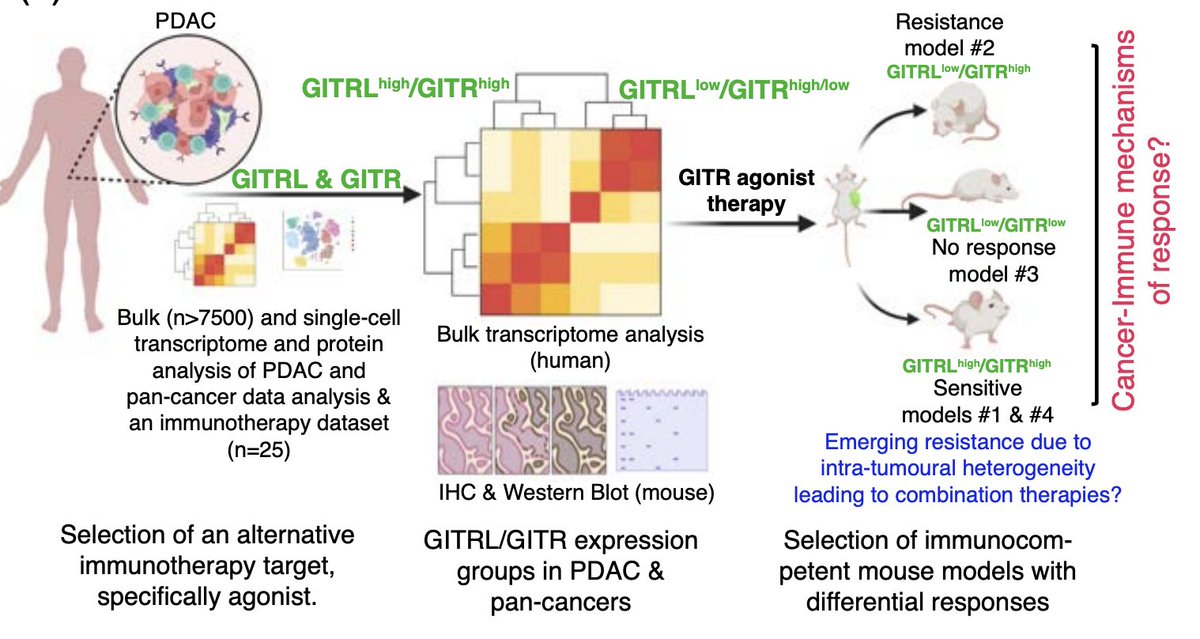 LabSadanandam's tweet photo. Exciting news! Our latest study on #pancreaticcancer and combination #Immunotherapy with new targets is now available on #bioRxiv. Check it out!
https://t.co/k4F1BzRVvO
#tweetorial#tweetorial #tweetorial below
@ICR_London #GITR #heterogeneity #Bioinformatics #MachineLearning https://t.co/c9MWvL4TMs