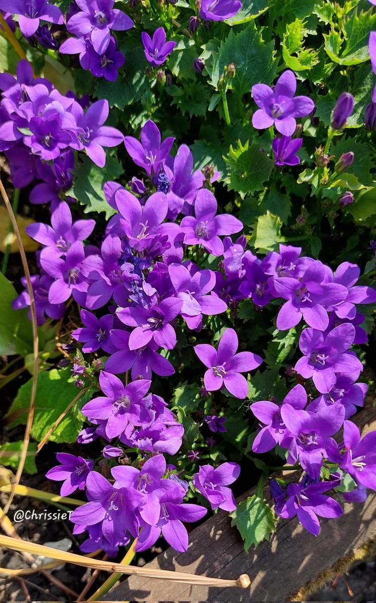 💜🍃 Enjoy your day 🍃💜
#Campanula #Flowers #MyGarden #Gardening #GardeningTwitter