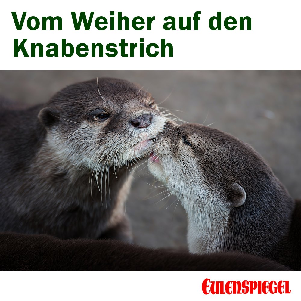 Aus dem Satiremagazin EULENSPIEGEL:
Vom Weiher auf den Knabenstrich
Von ANDREAS KORISTKA
eulenspiegel-zeitschrift.de/2023/06/vom-we…

#Satire #Humor #Fischotter #Dynamit #Bayern