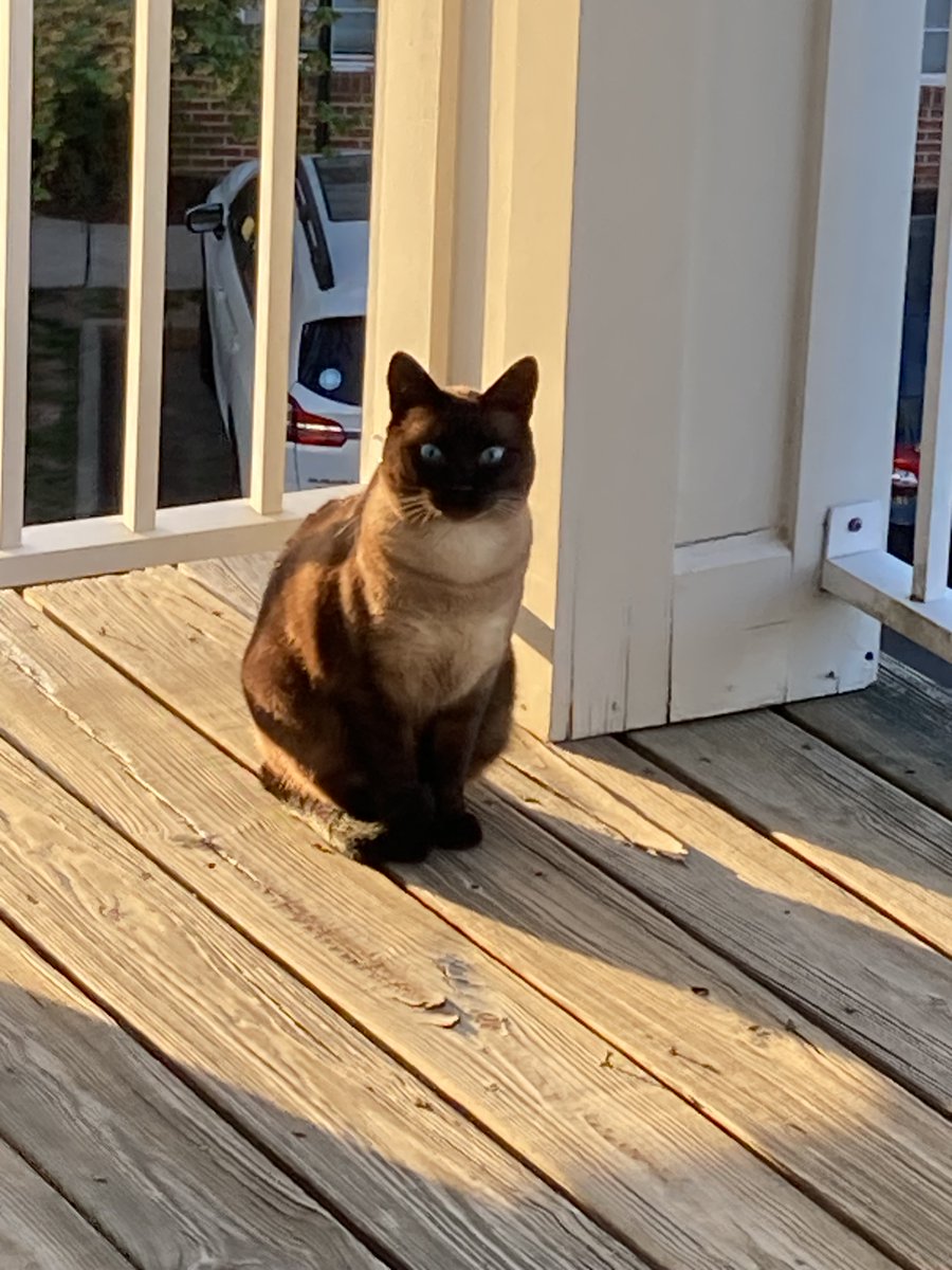I lost my pal, Buddy the cat. South Riding, VA Intersection Elk Lick Rd/Shimmering Lake Terrace. He is microchipped.  He has been missing for 24 hrs #LoudounCounty #MissingCat #24PetWatch
#LoudounCountyAnimalShelter