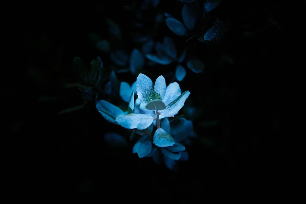 BrianaBerg22's tweet image. This is how the world speaks to us. It delights in spring blossoms, even as they fall.

- Rumi

.
.
.

#LastDayOfSpring 🌸

.

@islwyn_izzy 🌿

.

📸 Tomas Mata, Fiore di petali bianchi
@unsplash
