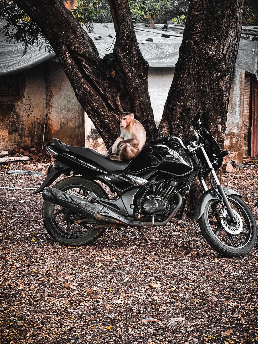 What? You think I can’t ride, don’t you? 

Sanjay Gandhi National Park, Mumbai

Mobile click

#naturephotography #naturelovers #nature #naturelover #naturegeography #iphonography #shotoniphone #caseiphone #iphone13pro #sgnp #Mumbai