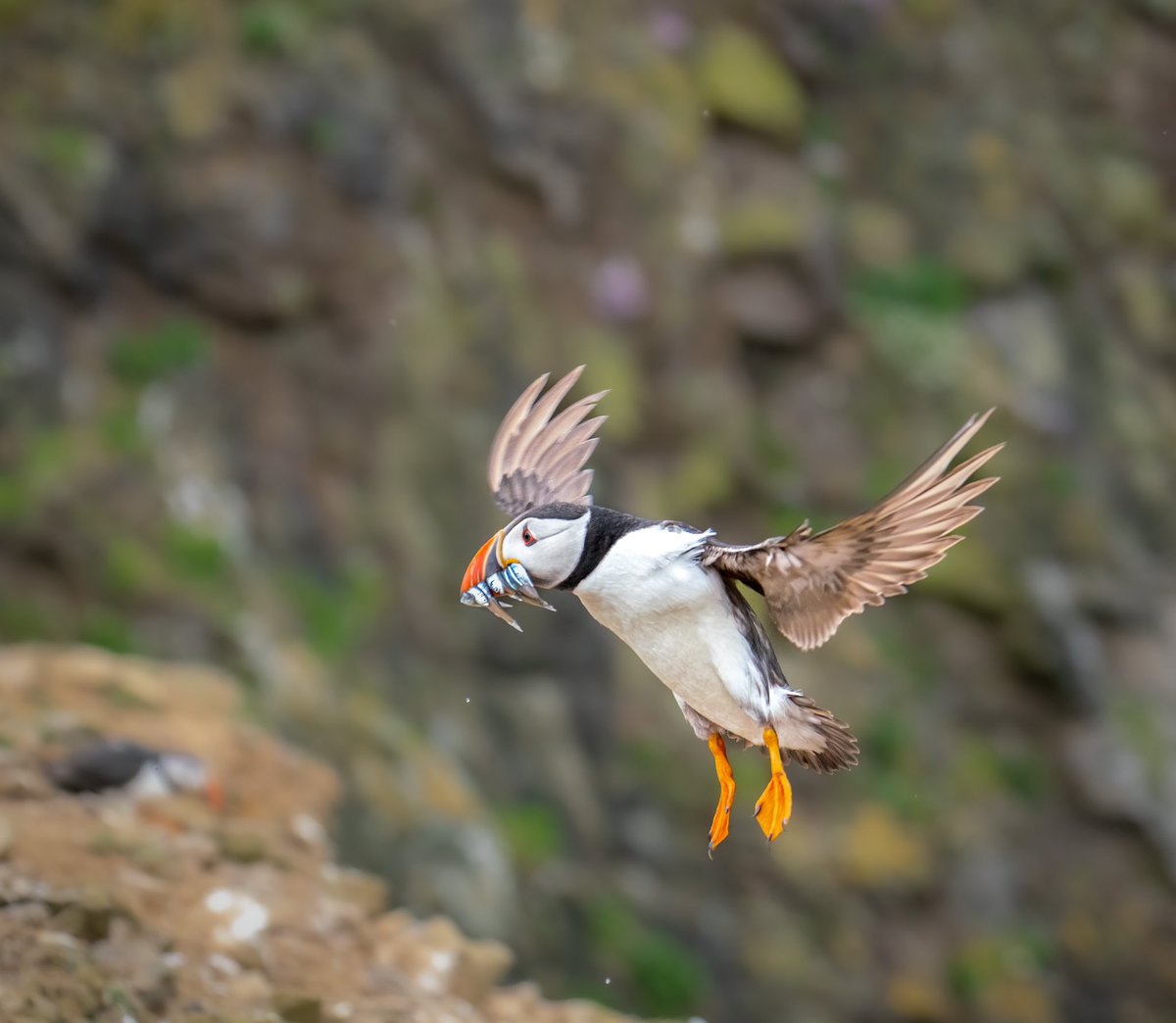 Day 3 of my Puffin Photo Week.  A “Puff Daddy” returning to the burrow with sand eels for the pufflings who had hatched and were waiting anxiously for a feed. Taken at The Wick, Skomer.