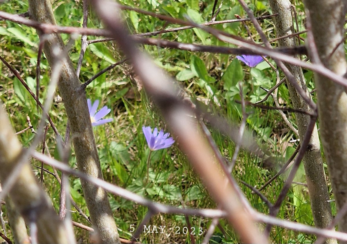IDadzkov's tweet photo. Grecian windflower. Balkansippa.
Ветреница нежная.
#nature #flowers #GrecianWindflower 
#balkansippa #FlowersPhoto https://t.co/d9zhCQ0yZl