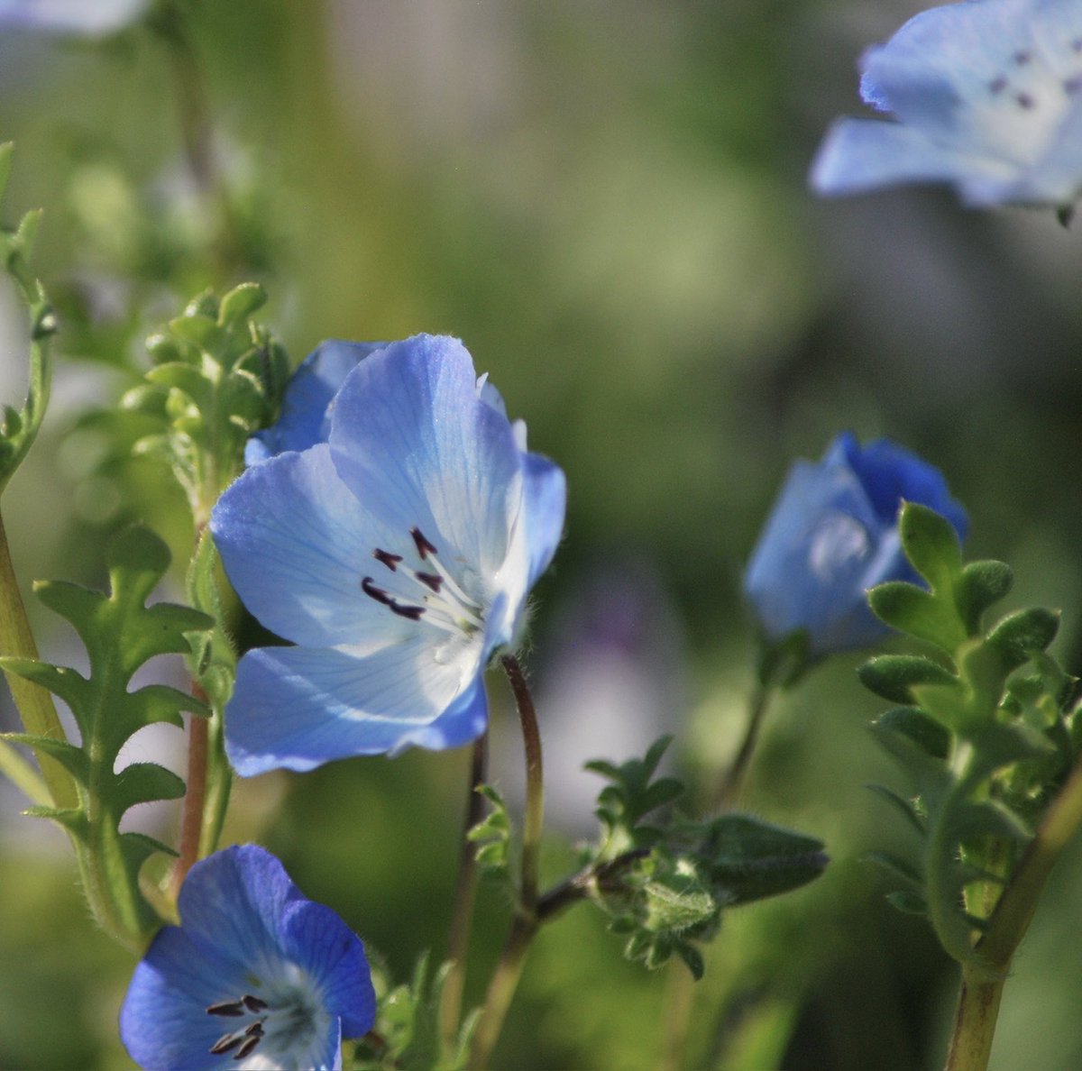 #TuesdayBlue Nemophila baby blue eyes🌿💙🤍💙🌿💙🤍💙🌿💙🤍💙🌿💙🤍💙🌿💙🤍💙🌿💙🤍💙🌿#gardening #flowers #Manchester #balcony #Ancoats #blues #flowerreport #GardeningTwitter