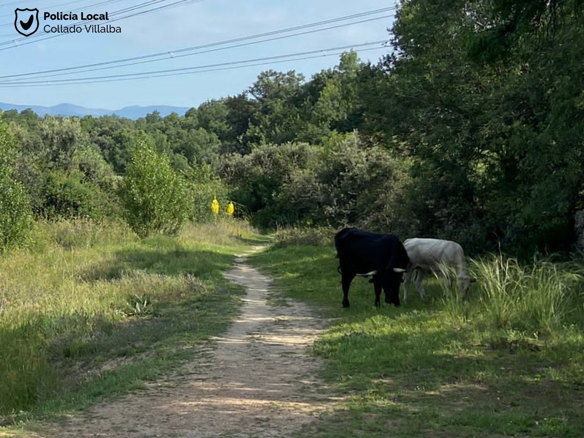 PoliciaVillalba's tweet photo. ☎ Nos llega un aviso de #Toro suelto por la zona del Hospital
🐮 Se trata de una vaca avileña junto su ternero
👮♂️ Reconducimos lejos de la población 🏡 avisando a los vaqueros para que se hagan cargo
👮♀️👌👏
#ColladoVillalba #ColladoVillalbaSegura #PoliciaVillalba #PLocal https://t.co/21uLXd1POJ