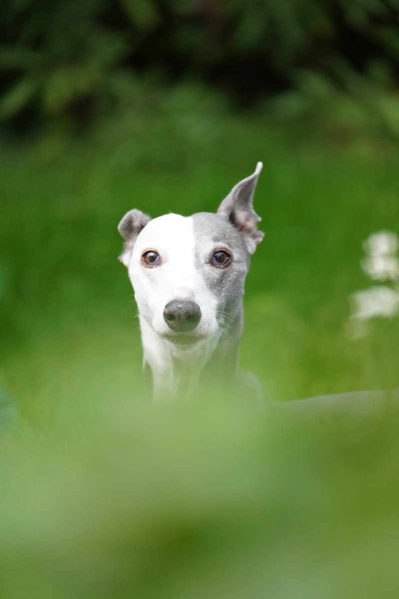 We said goodbye to our precious whippet Mojo yesterday. He would have been 15 in a few weeks and if it weren't for the aggressive cancer, we're sure he'd have been around to emanate love and support for many more years.  Goodbye my friend x