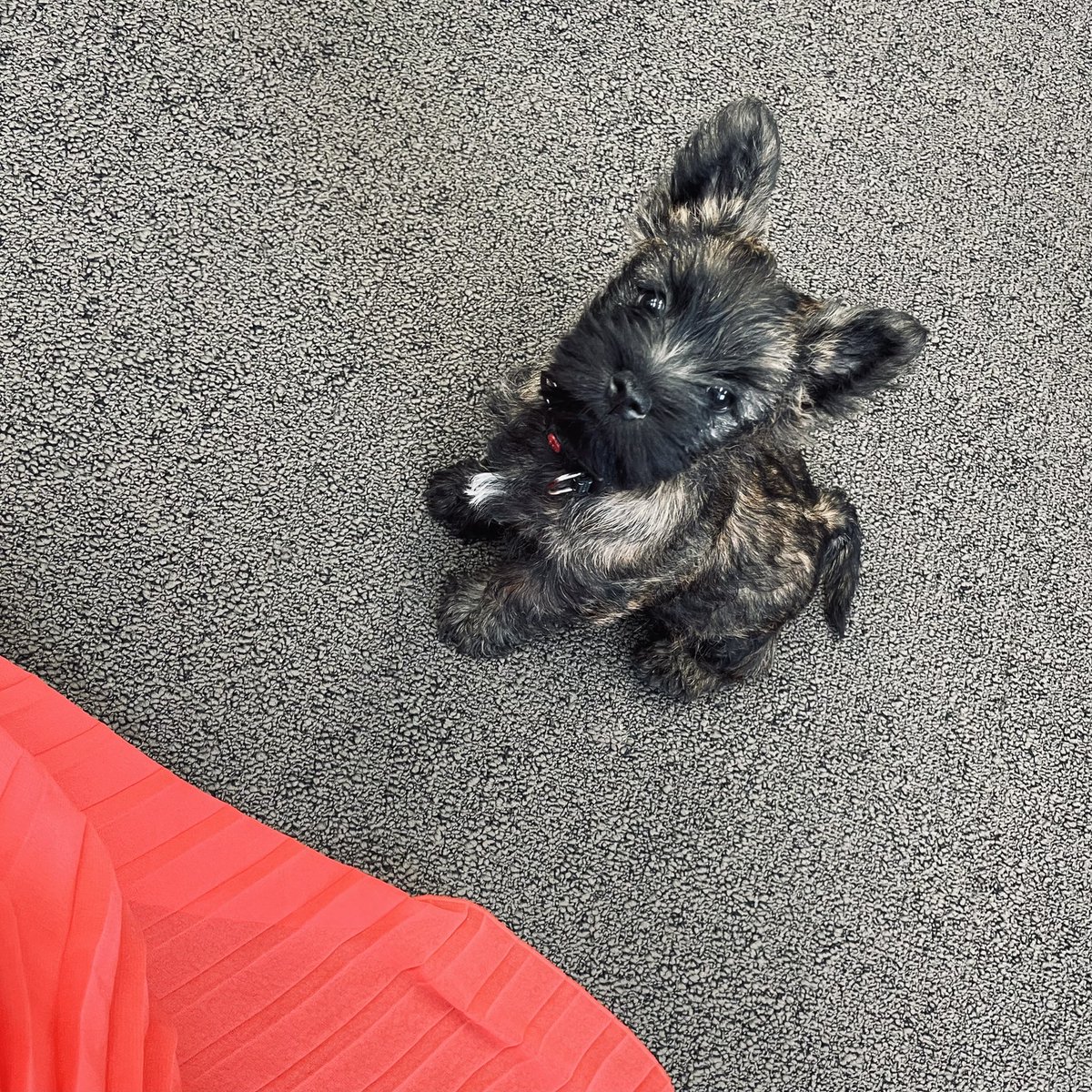 LauraOnerva's tweet photo. Uusi kollegani Tove 🐾. #kirjatöissä #toimistokoira https://t.co/AYiaPTYRFy