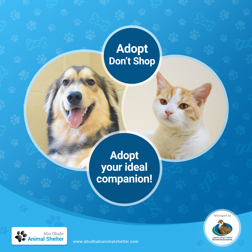Whether you live in an apartment or bigger home, you'll find a furry friend ideal for you and your space at ADAS! Visit us today.
#ADAS #AbuDhabi #AnimalShelter #AdoptDontShop #ADASPets