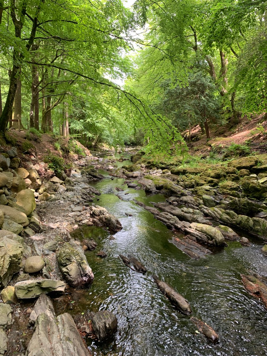 Tollymore #forest Park…where else to #cool down on a hot #summer day #thicktrunktuesday #trees @TaraMahakaal @arborsmarty @Eternaltree1 @Greenisamissio1 @ECOWARRIORSS #woods #forests #NorthernIreland #Ireland #countryfile @keeper_of_books #NaturePhotography #summer